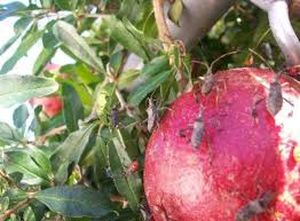 uploads/images/pest/pomegranate fruit borer.jpg